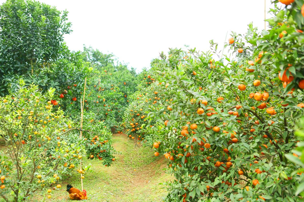 Tour Du Lịch Trải Nghiệm - Hành Trình Mùa Quả Ngọt - Bắc Giang - 2 Ngày - Từ Hà Nội - Ảnh 6